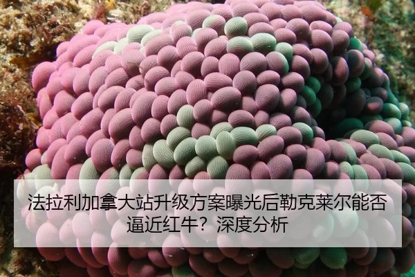 fa-la-li-jia-na-da-zhan-sheng-ji-fang-an-bao-guang-hou-lei-ke-lai-er-neng-fou-bi-jin-hong-niu-shen-du-fen-xi-2-702.jpg